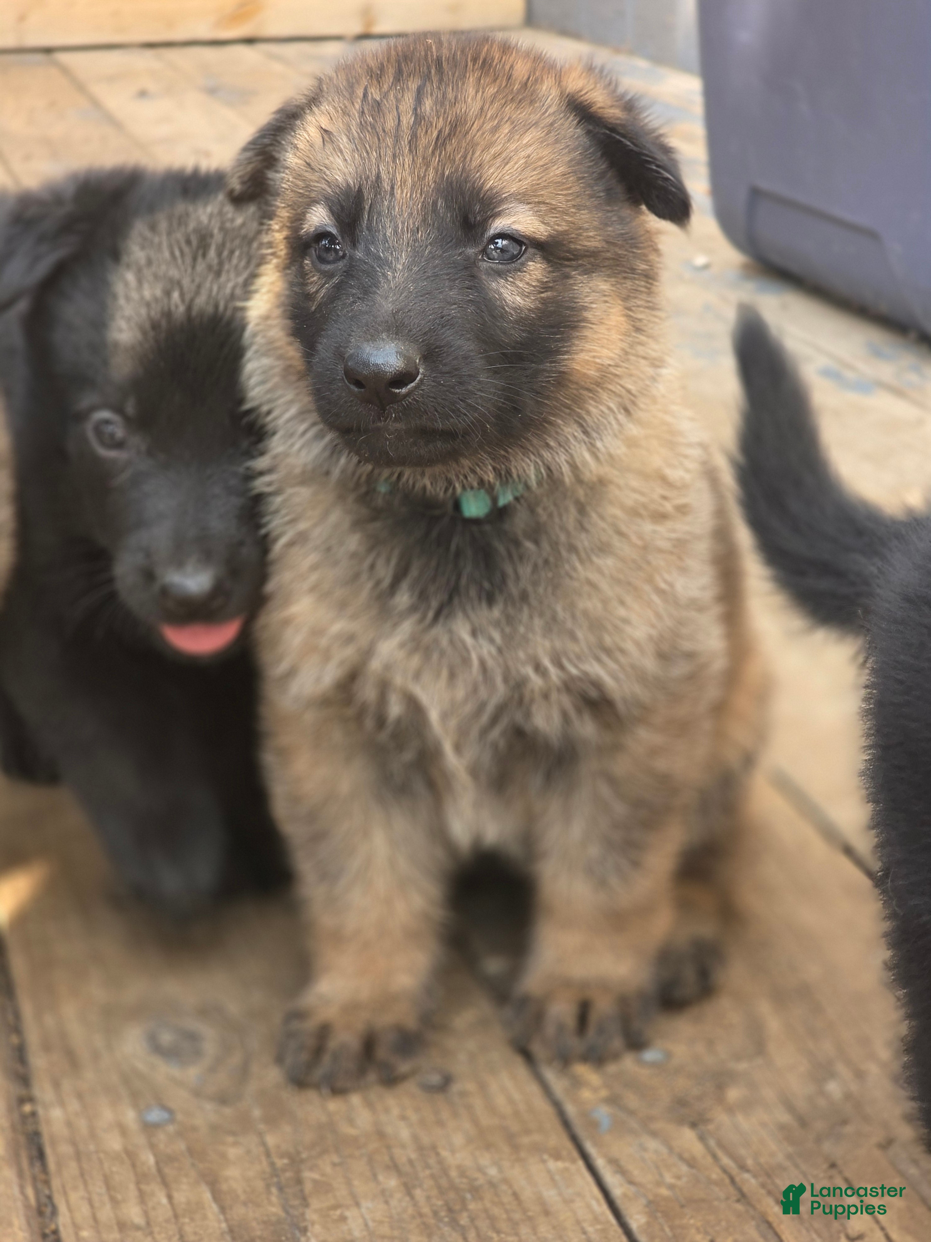 German Shepherd dogs Girl (Teal) - Ad 1