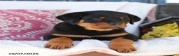 Rottweiler dogs for sale: Jubilee - Ad 5