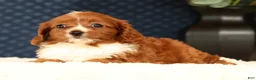 Cavapoo dogs for sale: Fancy - Ad 4