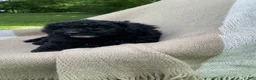 Mixed Breed dogs for sale: Baguette - Ad 7