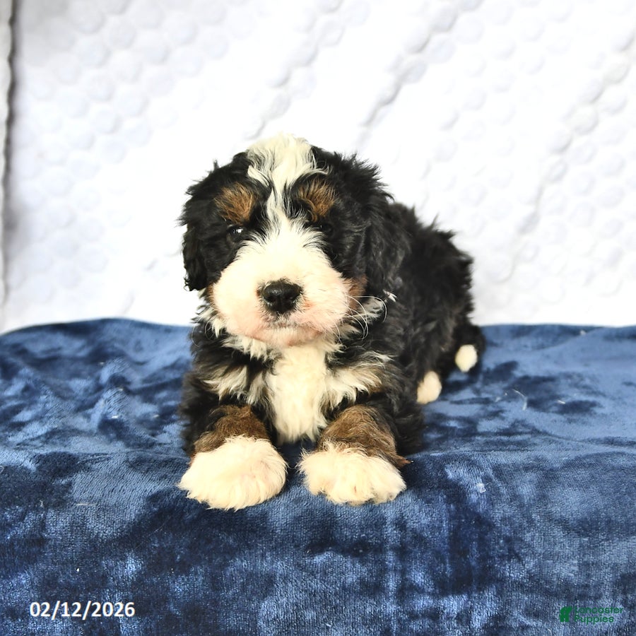 Mini Bernedoodle dogs Duke - Ad 2