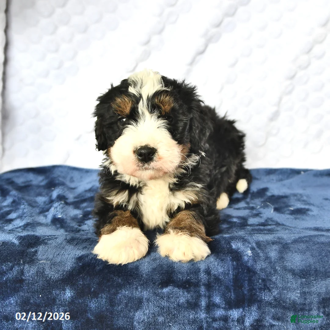 Mini Bernedoodle dogs for sale: Duke - Ad 2