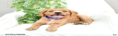 Sammy