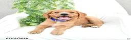 Miniature Golden Retriever dogs for sale: Sammy - Ad 1