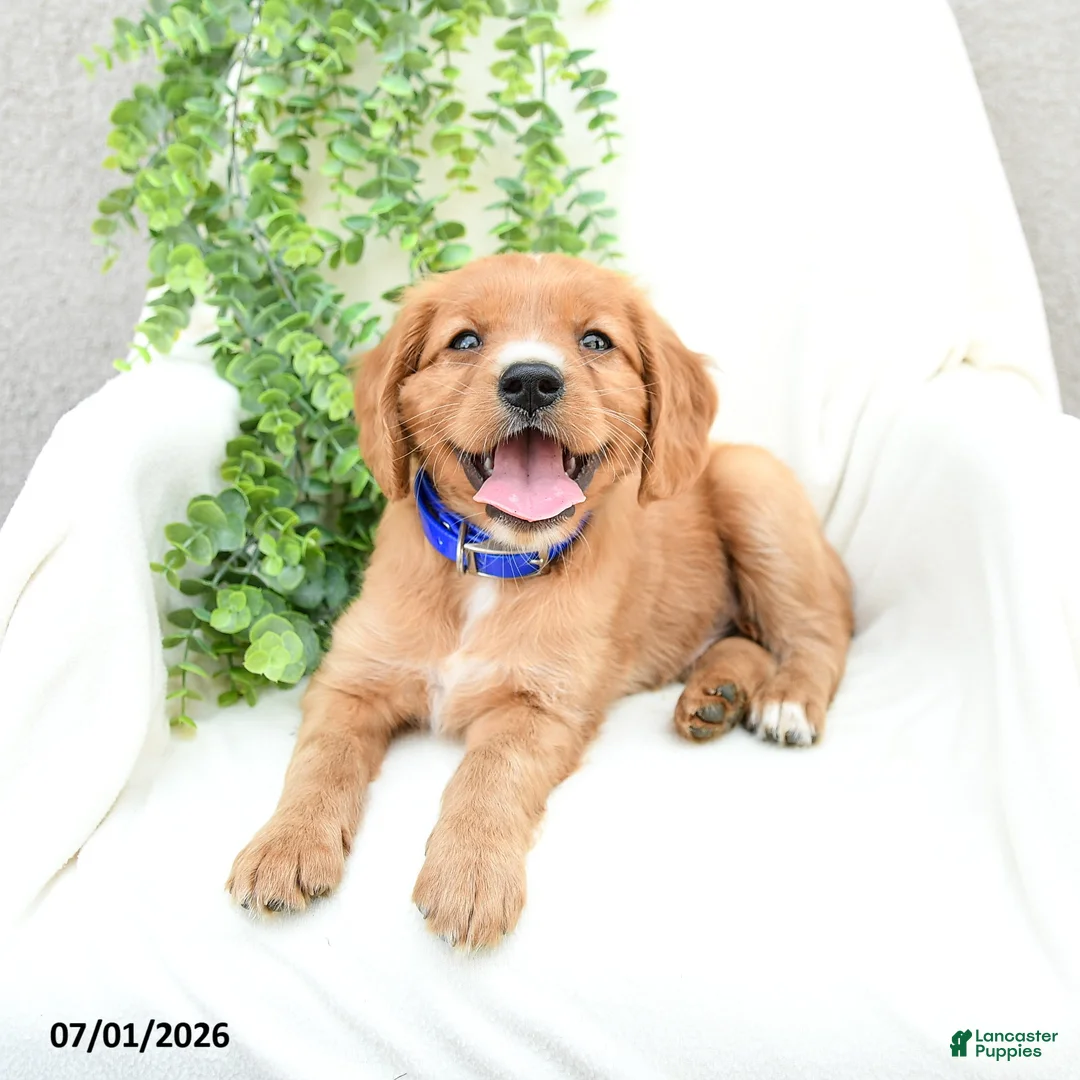 Miniature Golden Retriever dogs for sale: Sammy - Ad 1