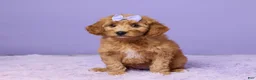 Mini Goldendoodle dogs for sale: Hazel - Ad 1