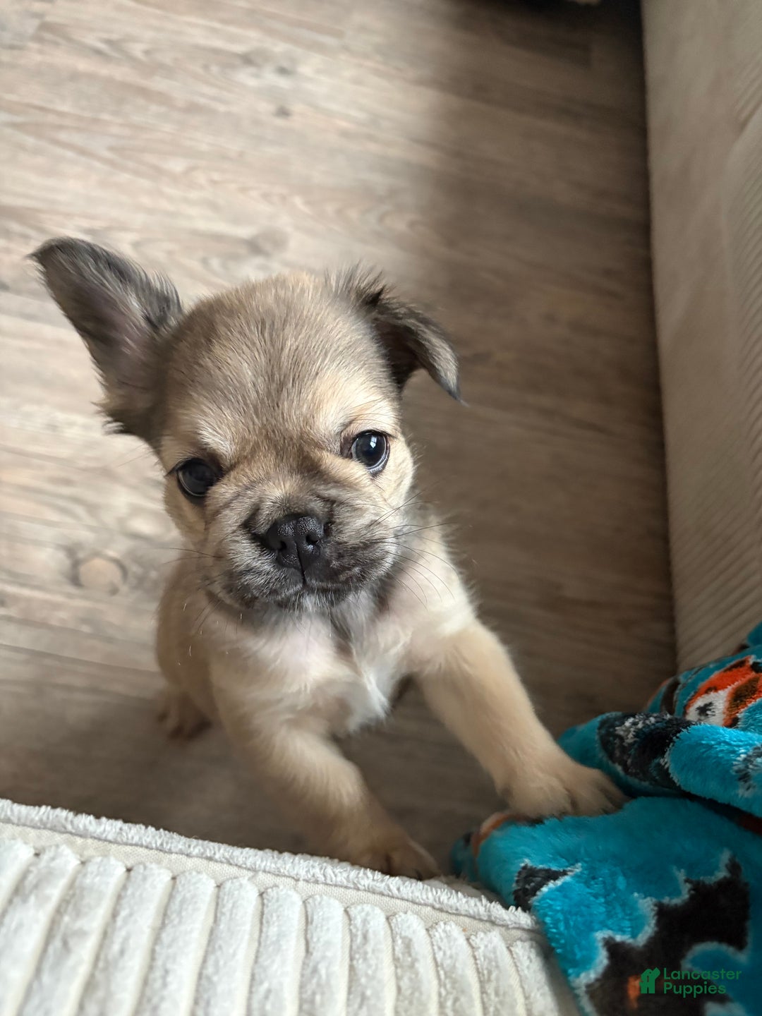 French Bulldog dogs for sale: Adira - Ad 3