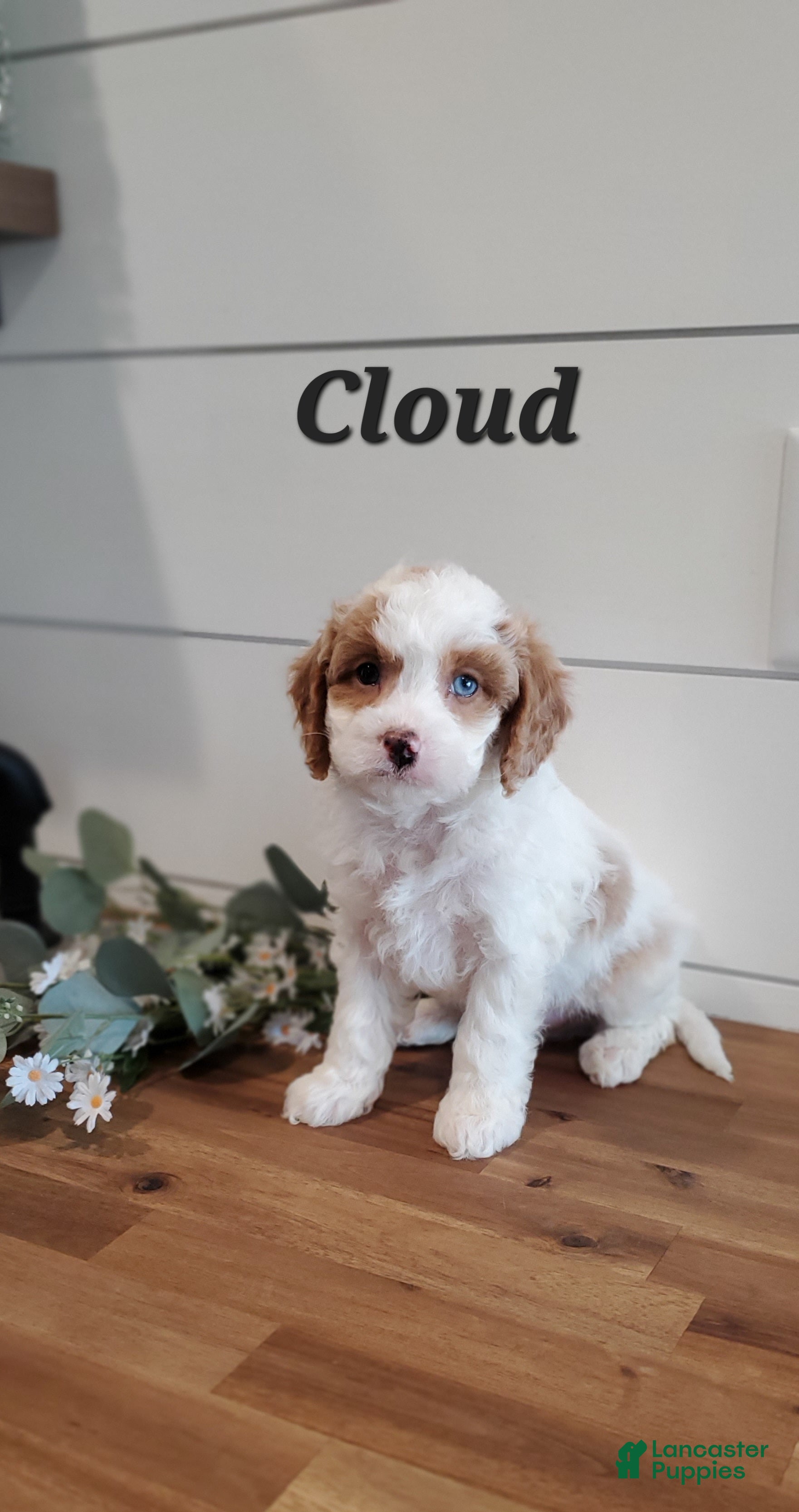 Cavapoo dogs Cloud - Ad 36