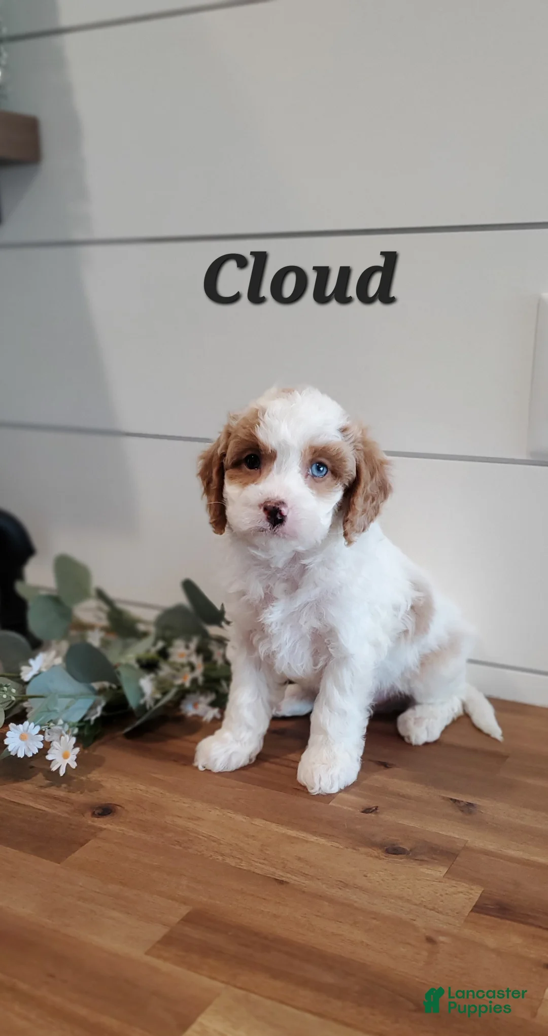 Cavapoo dogs for sale: Cloud - Ad 1