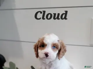 Cavapoo dogs Cloud - Ad 8