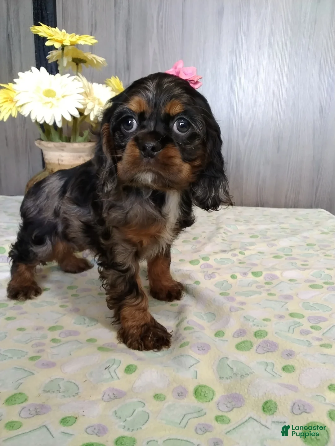 Cocker Spaniel dogs for sale: Dixie - Ad 2