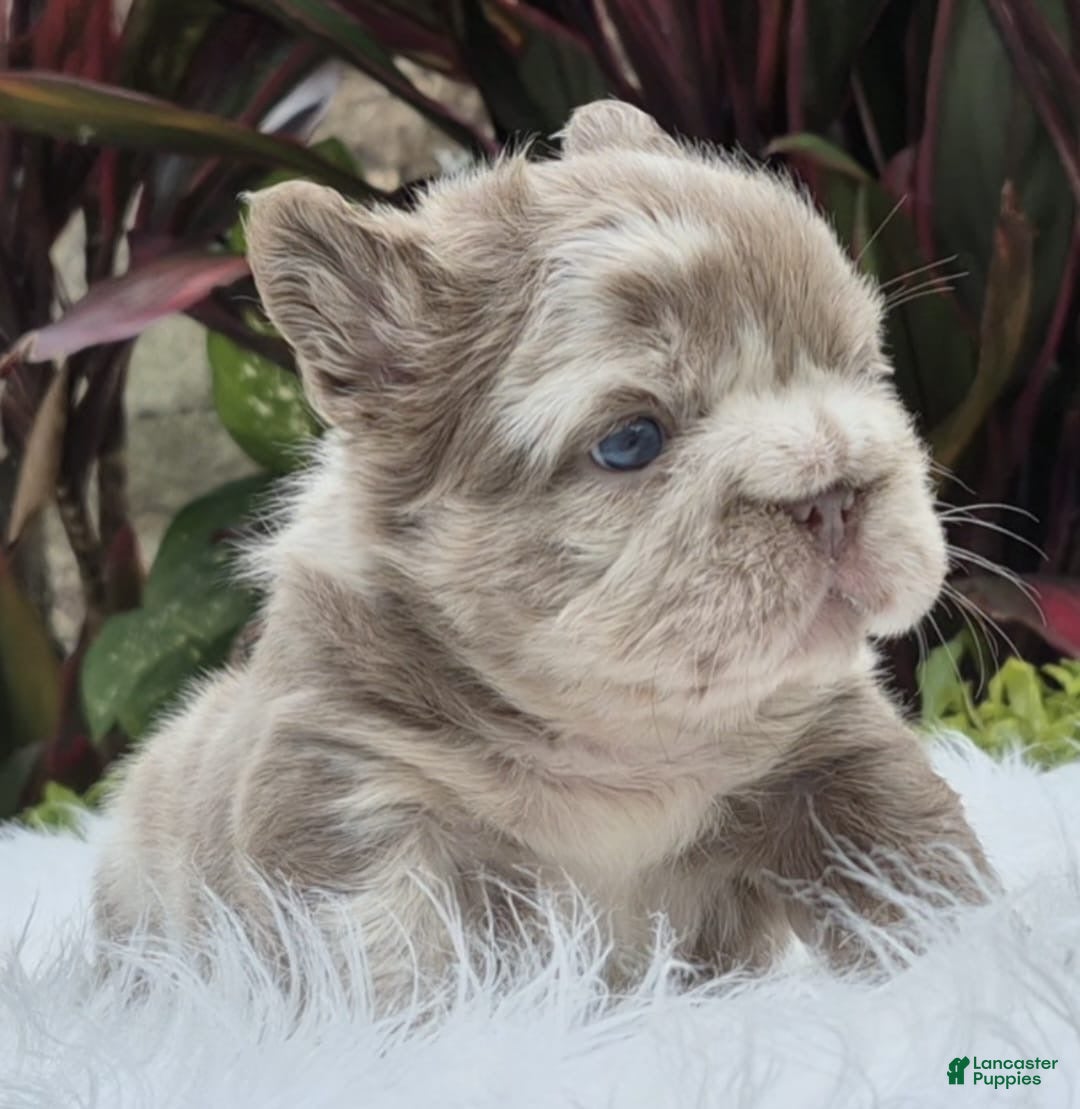 French Bulldog dogs Cali - Ad 2