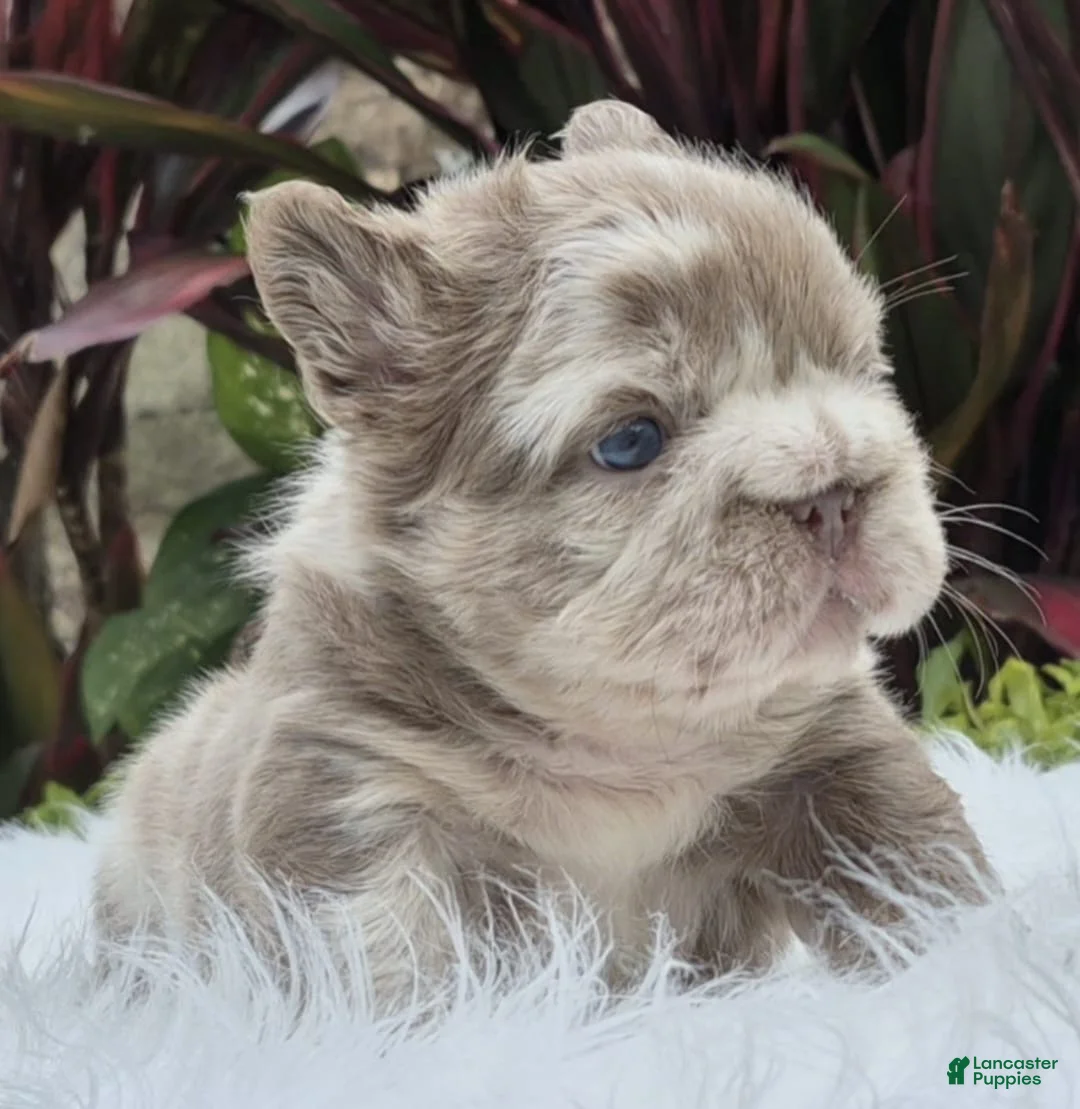 French Bulldog dogs for sale: Cali - Ad 2