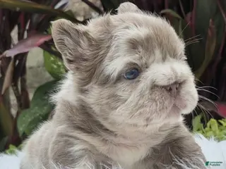 French Bulldog dogs Cali - Ad 2