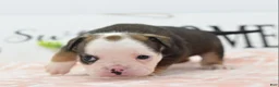 Mixed Breed dogs for sale: Queen - Ad 33