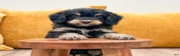 Mini Bernedoodle dogs for sale: Ranger - Ad 8