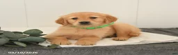 Golden Retriever dogs for sale: Max - Ad 3