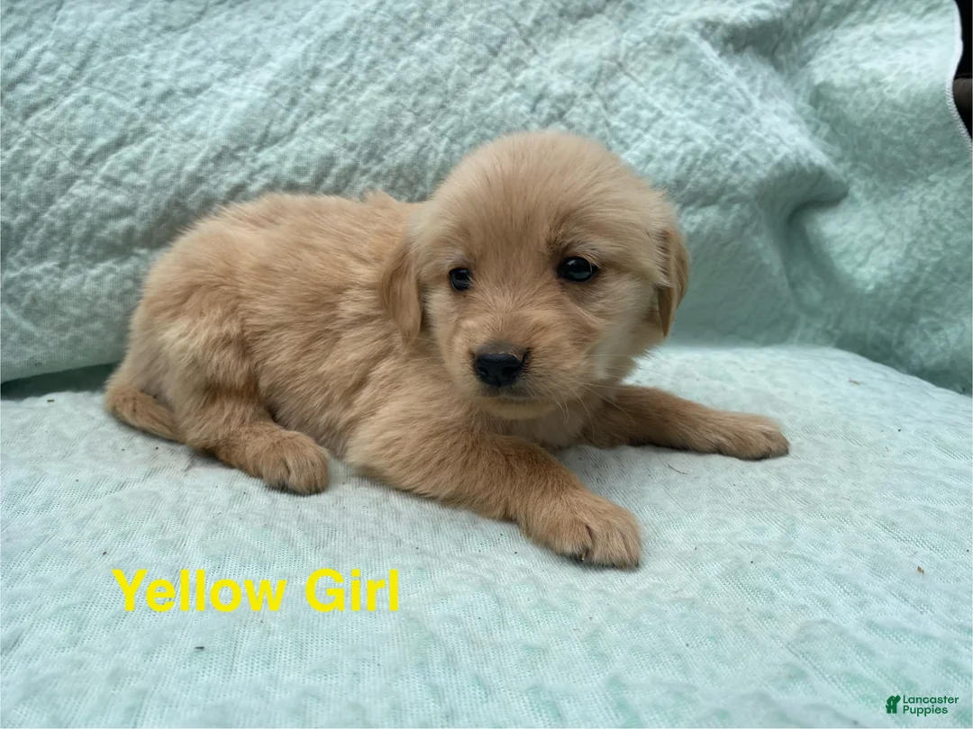 Golden Retriever dogs for sale: Golden Retriever yellow girl - Ad 1