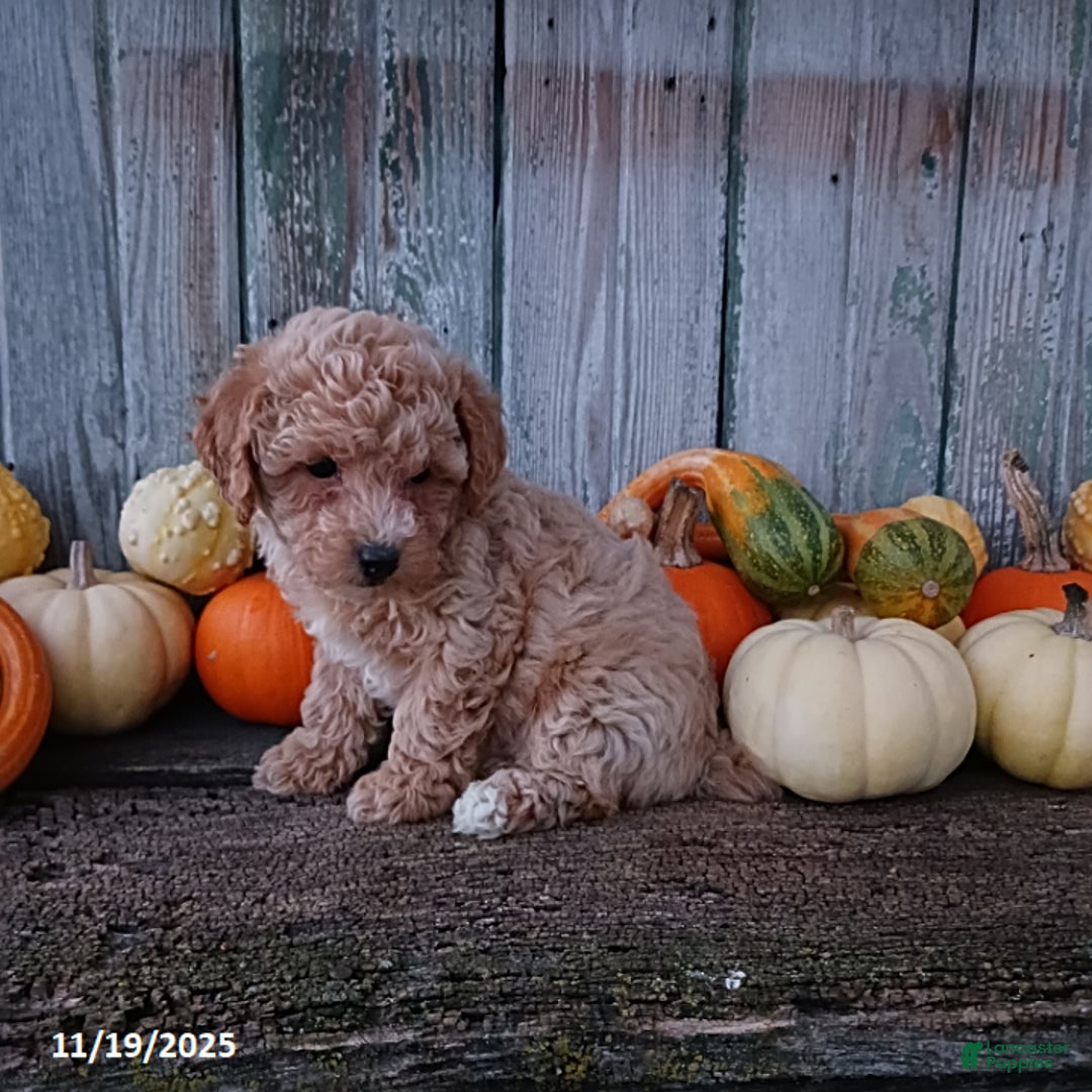 Bichpoo dogs for sale: Sophia - Ad 2