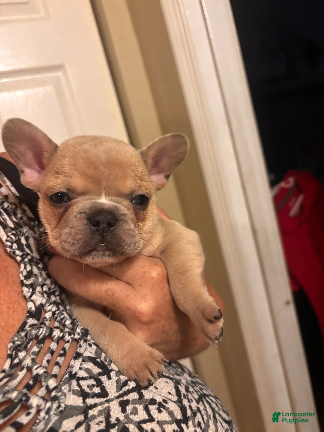 French Bulldog dogs for sale: Turbo - Ad 2