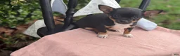 Chihuahua dogs for sale: Lacey - Ad 4