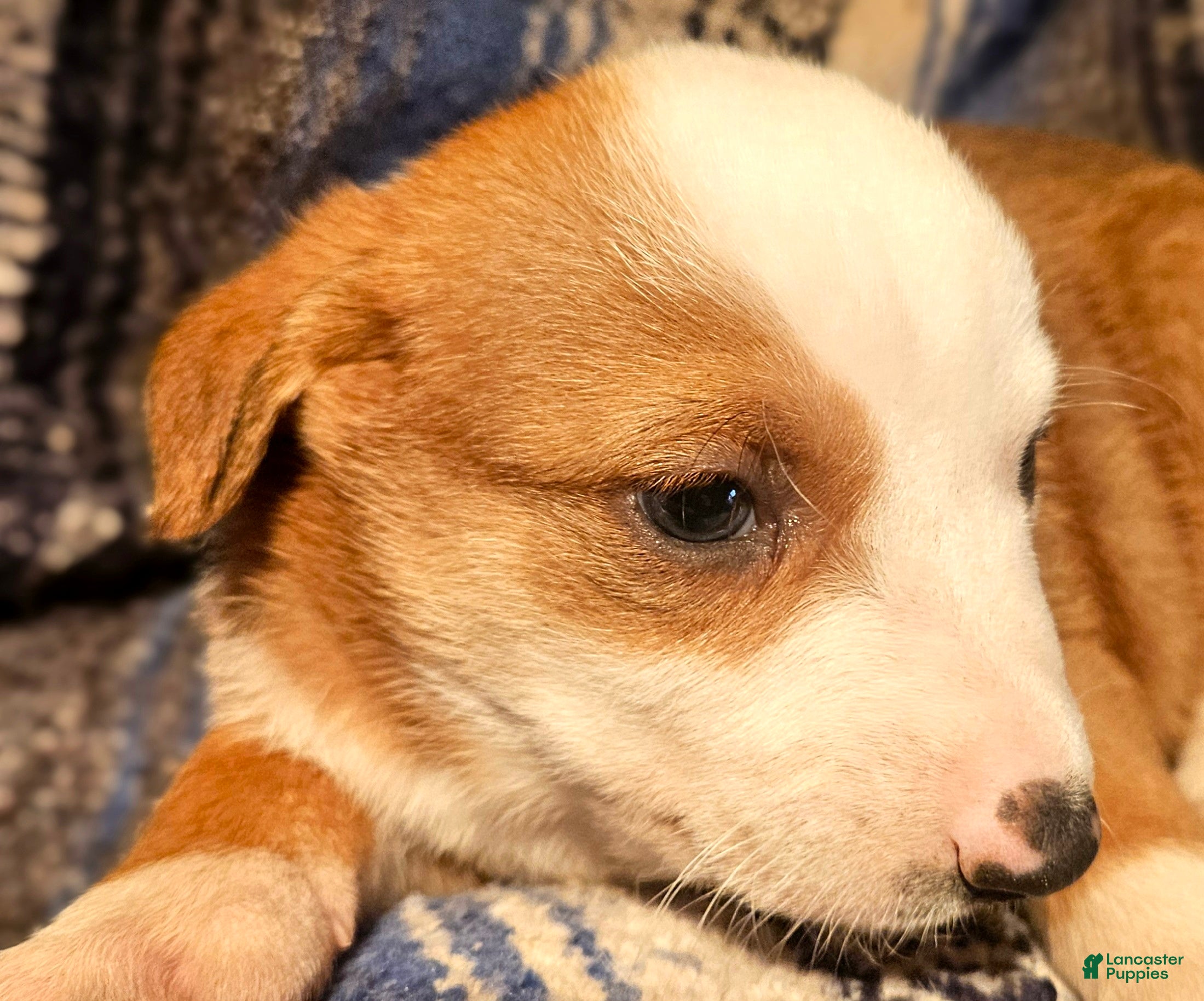 Border Collie dogs Quaker - Ad 27