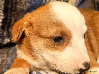 Border Collie dogs Quaker - Ad 27