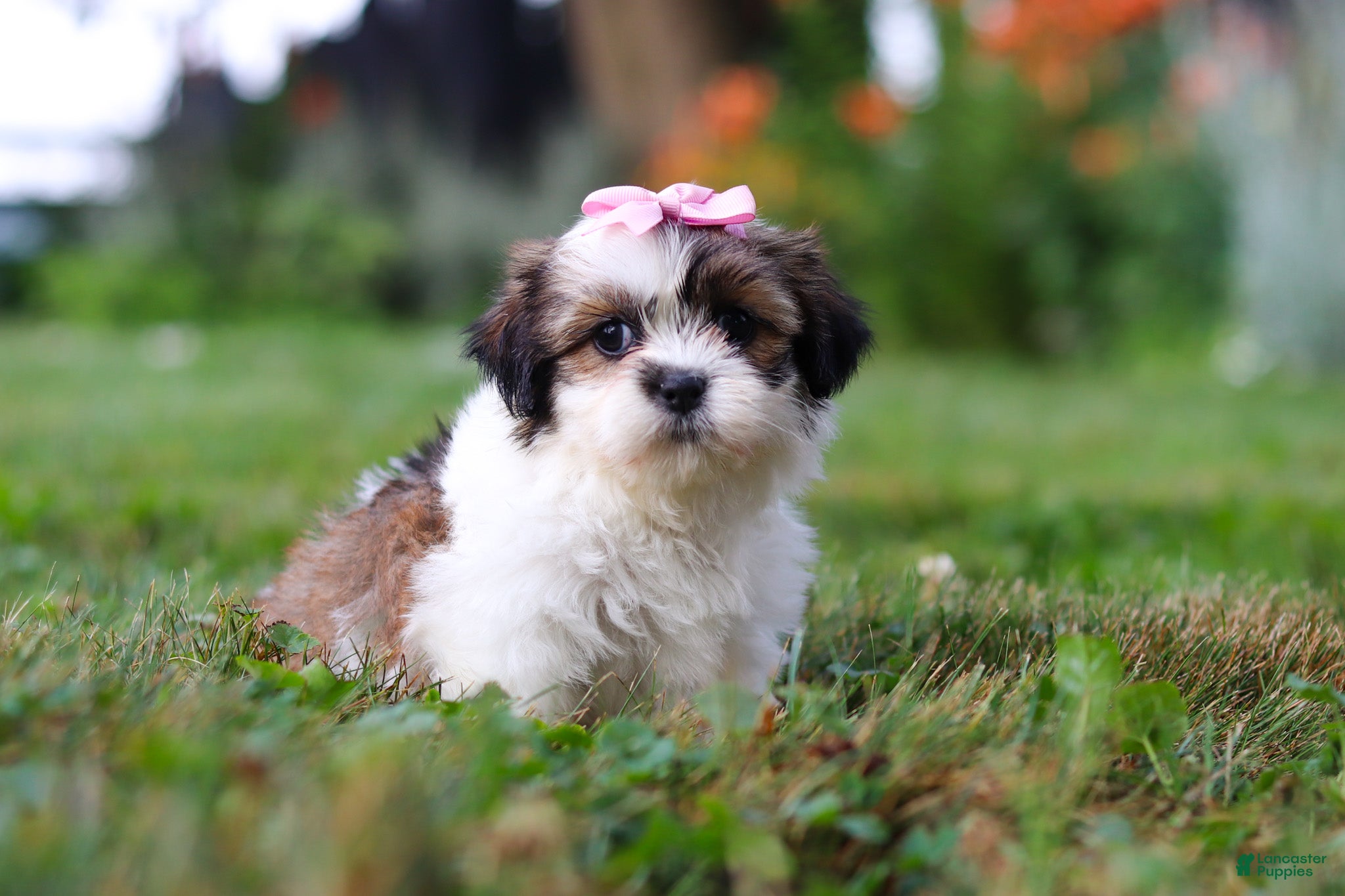Shih Tzu dogs Summer - Ad 2