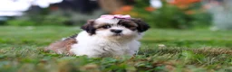 Shih Tzu dogs for sale: Summer - Ad 2