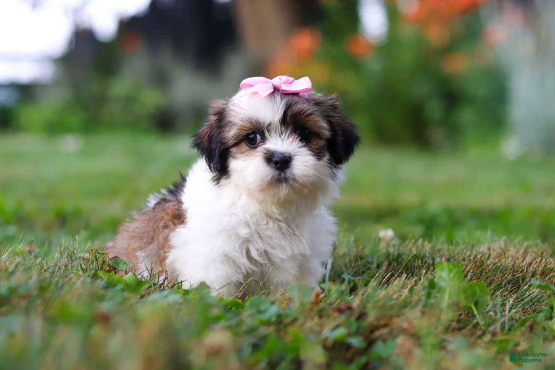 Shih Tzu dogs for sale: Summer - Ad 2