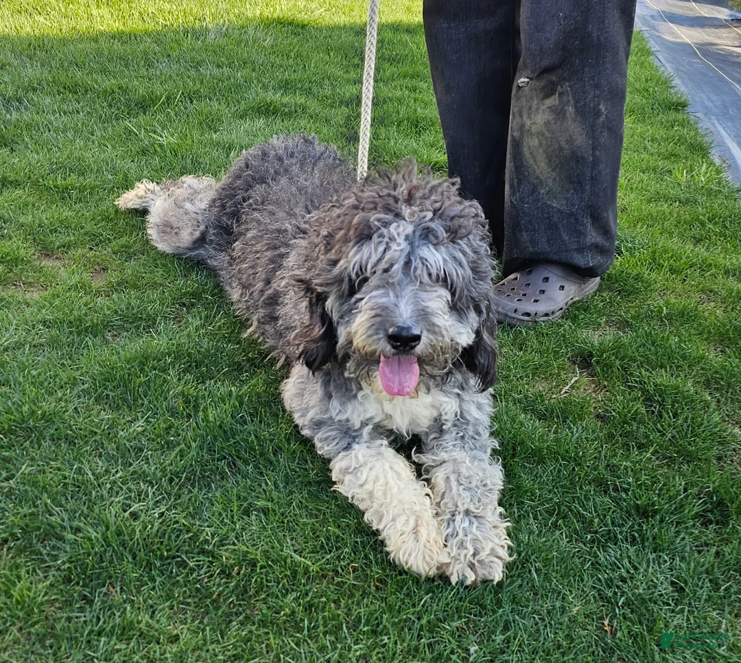 Mini Bernedoodle dogs for sale: Lexi - Ad 5