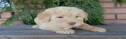 Labradoodle dogs for sale: Coral - Ad 47