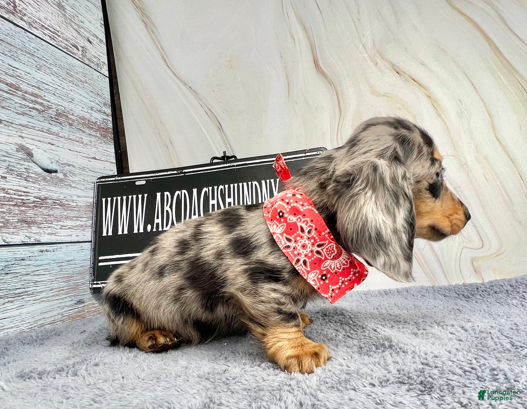 Dachshund dogs for sale: Ch Harriet LH dappleAkc - Ad 10