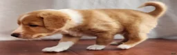 English Shepherd dogs for sale: Mo - Ad 7