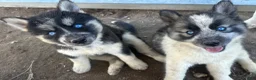 Siberian Husky dogs for sale: Siberian Husky 5 - Ad 5