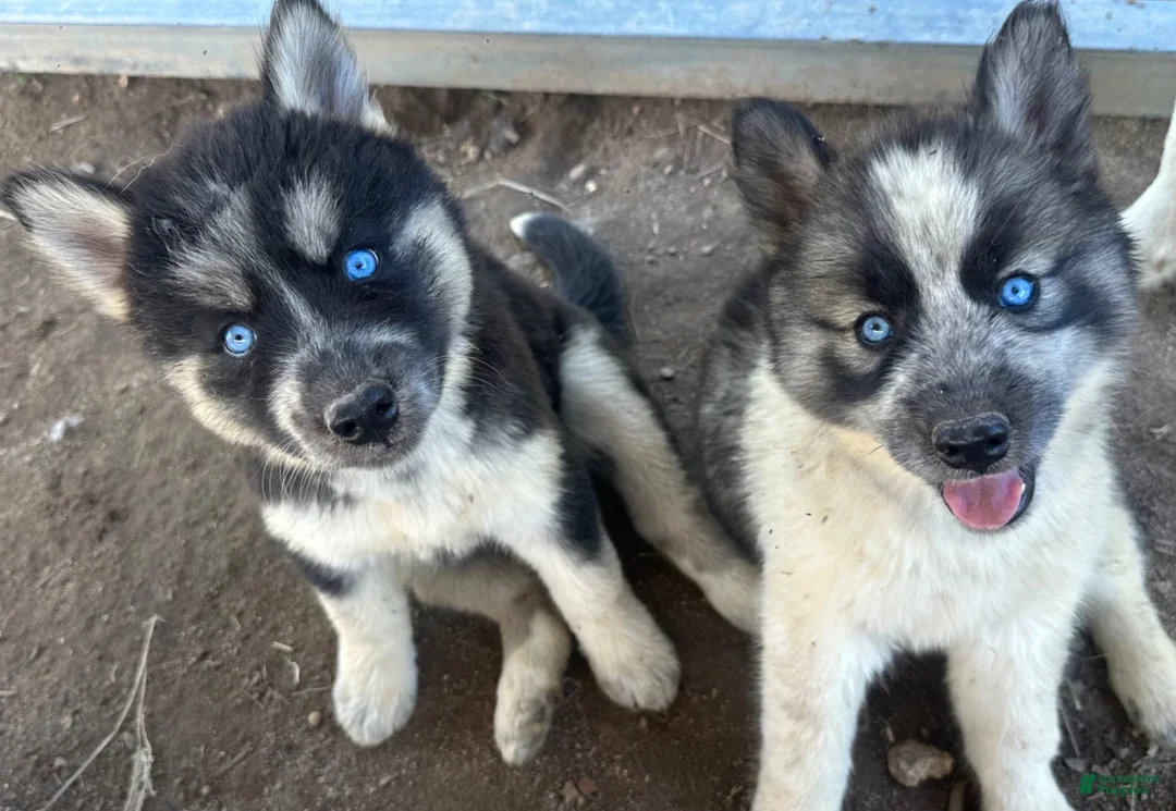 Siberian Husky dogs for sale: Siberian Husky 5 - Ad 5