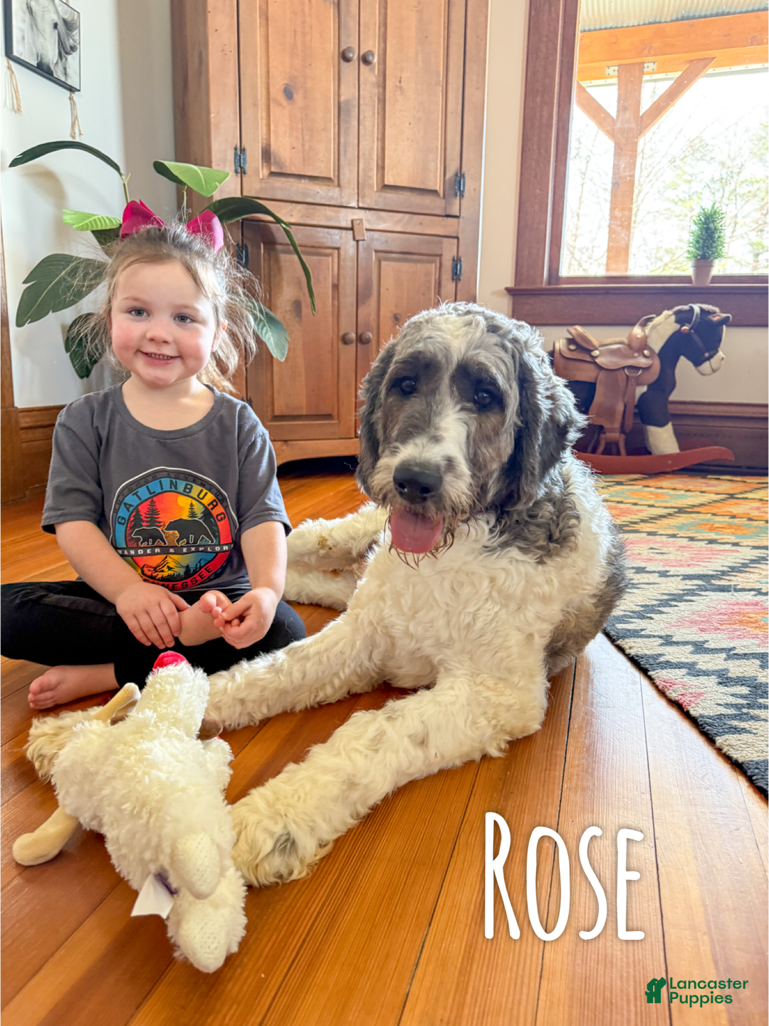 Saint Berdoodles dogs for sale: Rowan - Ad 8