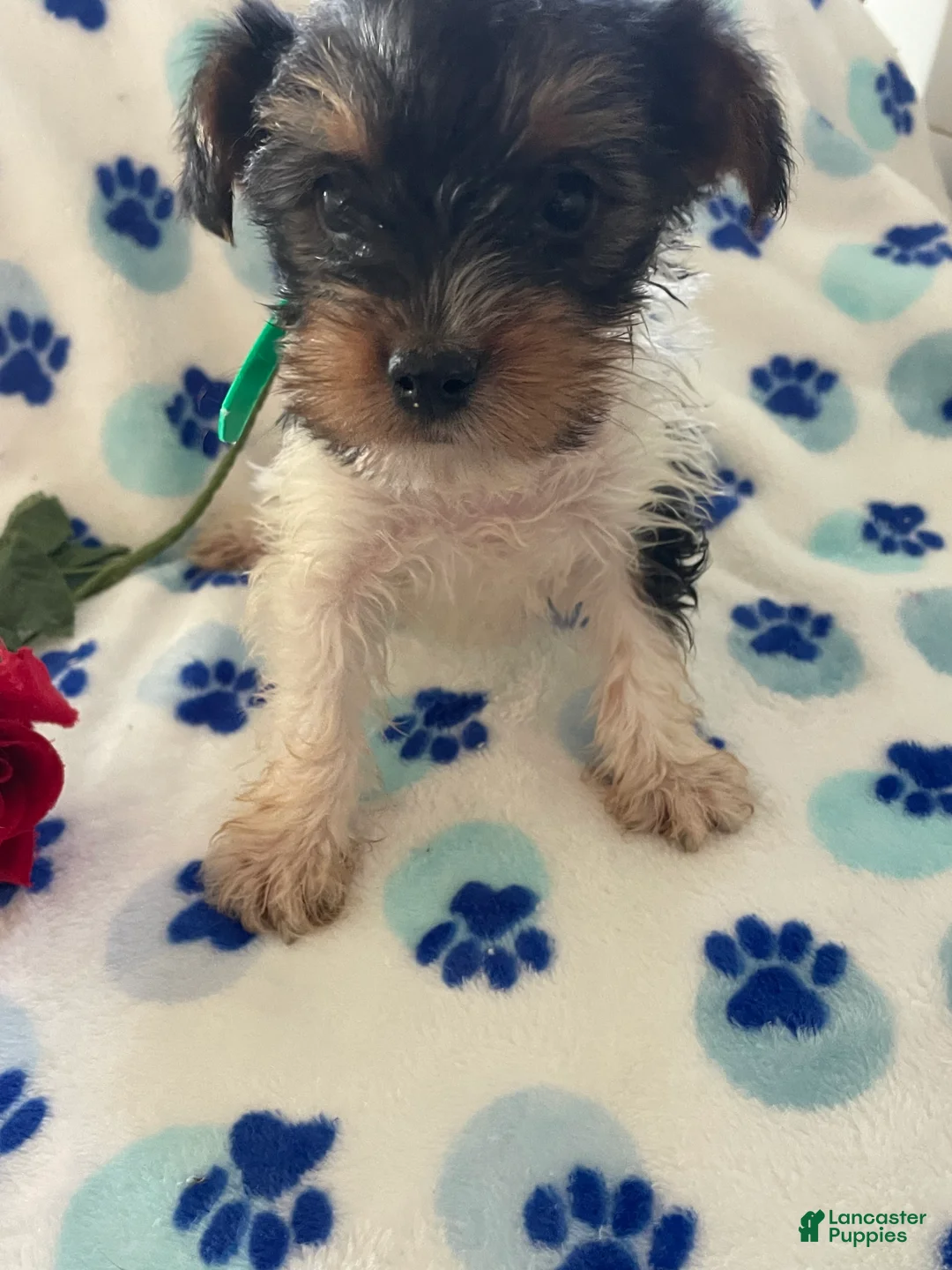 Mixed Breed dogs for sale: Pebbles - Ad 1