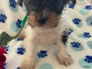 Mixed Breed dogs Pebbles - Ad 39