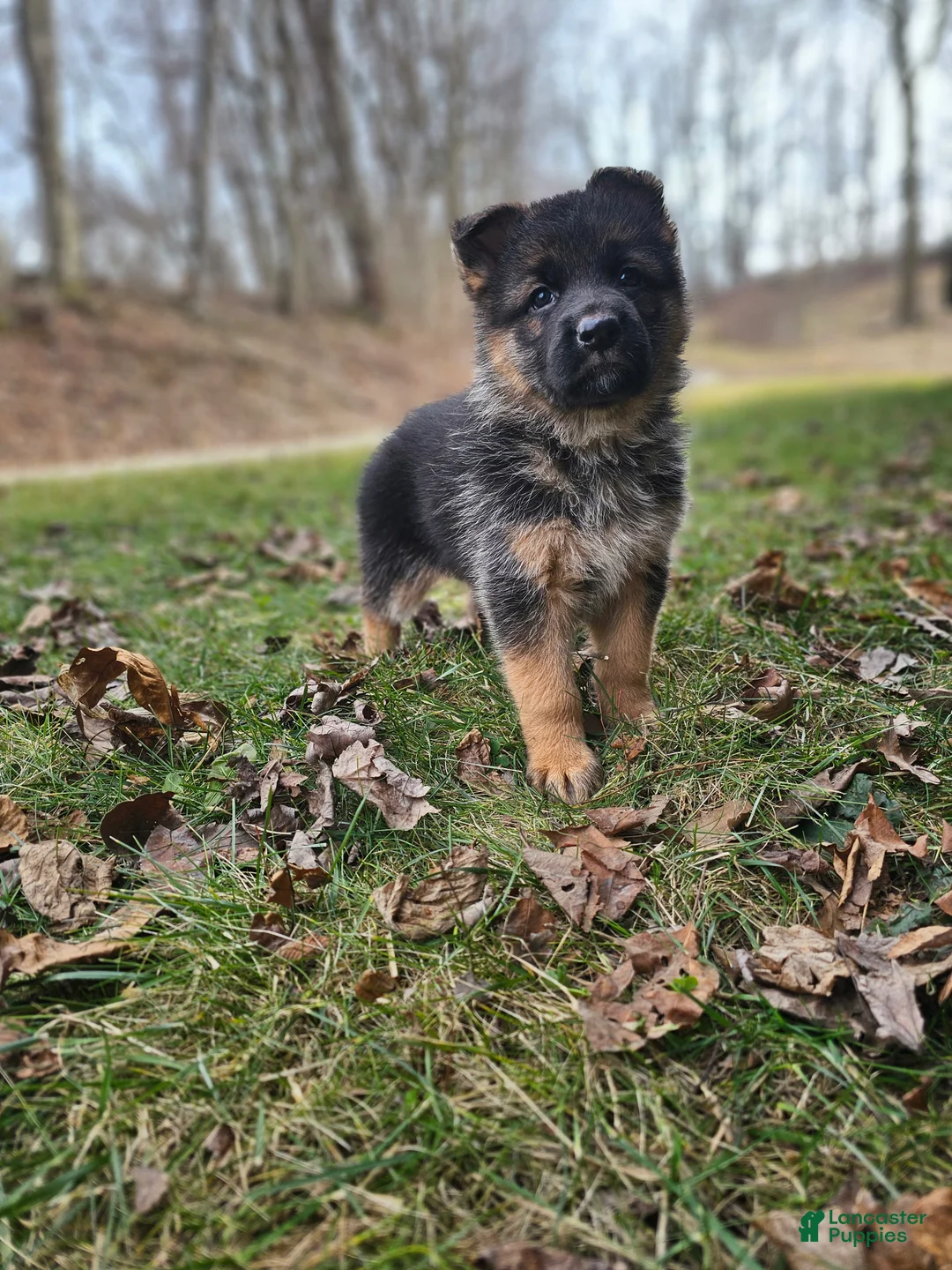German Shepherd dogs for sale: Abby  - Ad 1