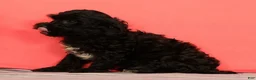 Cavapoo dogs for sale: Valentine - Ad 5