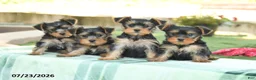 Yorkshire Terrier dogs for sale: Smores - Ad 5