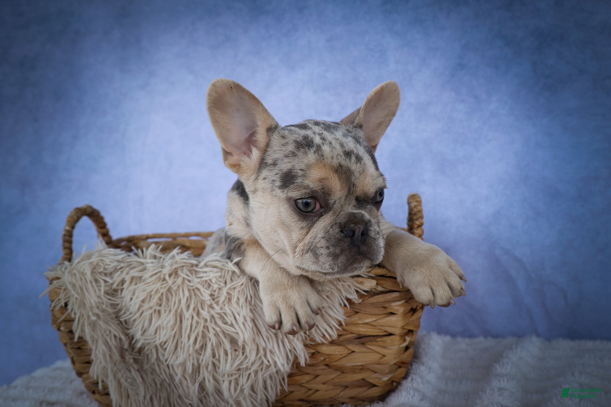 French Bulldog dogs for sale: Spencer 🐾 - Ad 1