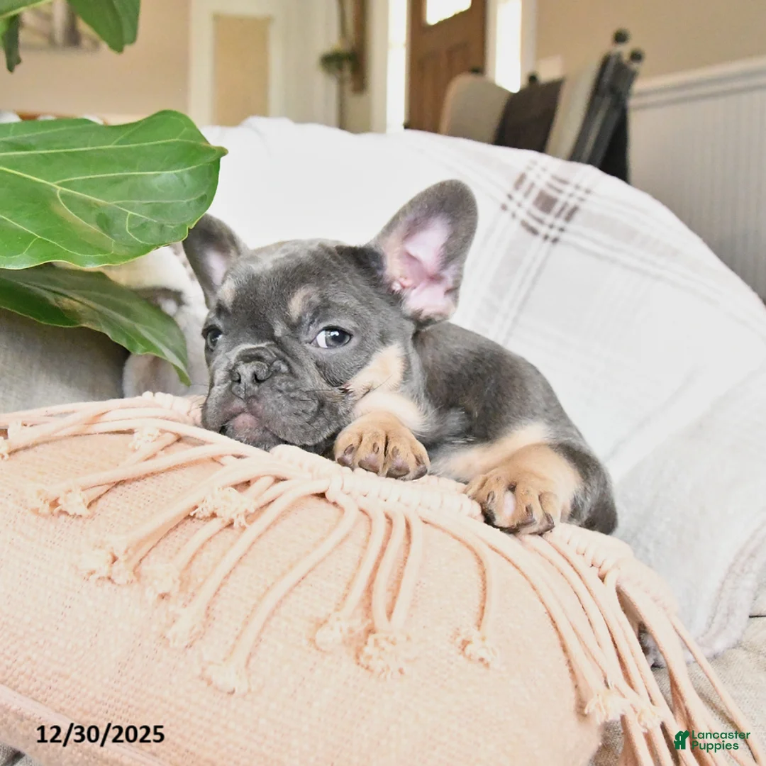 French Bulldog dogs for sale: Tracy - Ad 5