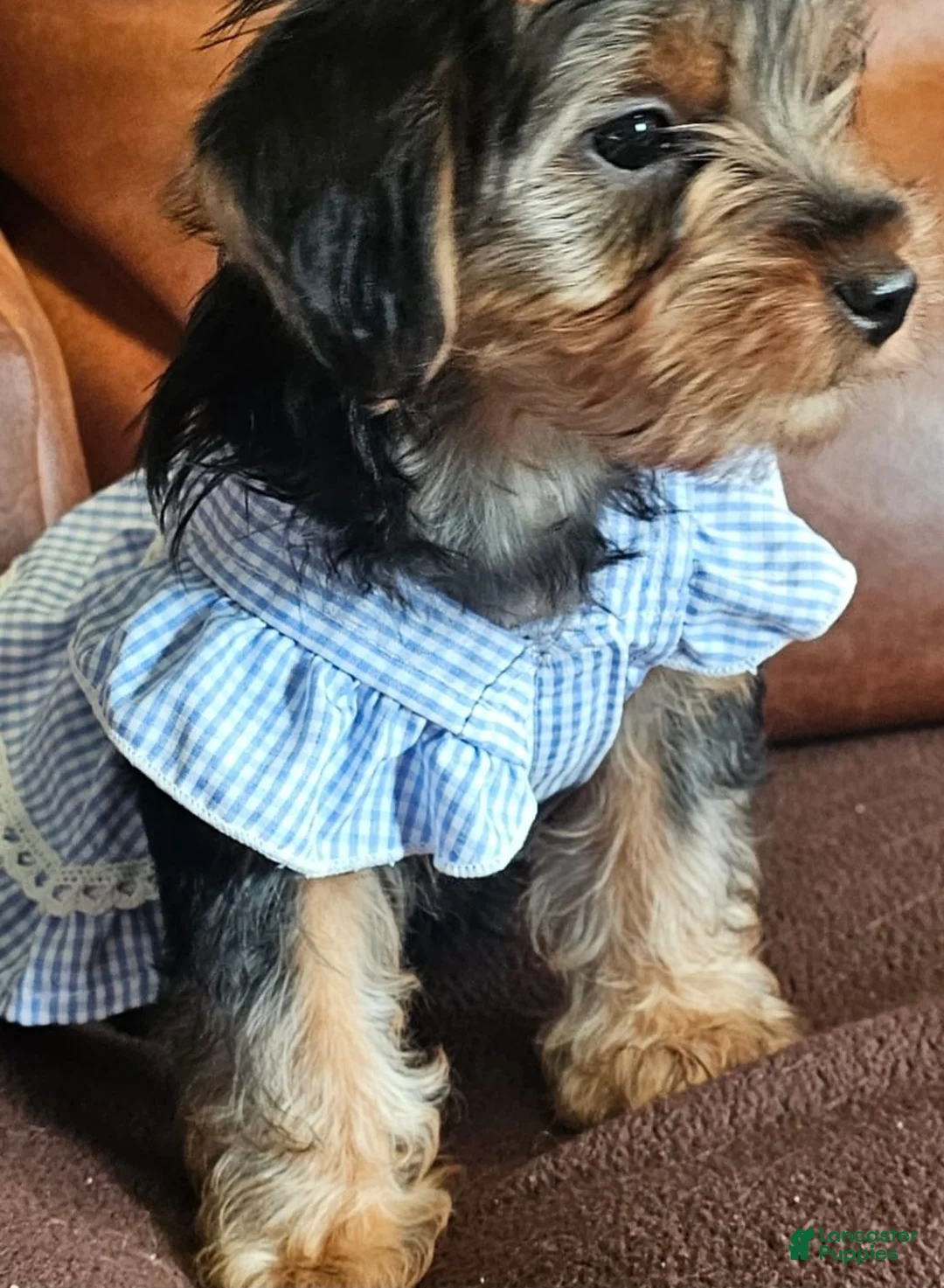 Yorkshire Terrier dogs for sale: Yorkshire Terrier Puppy 3 - Ad 5