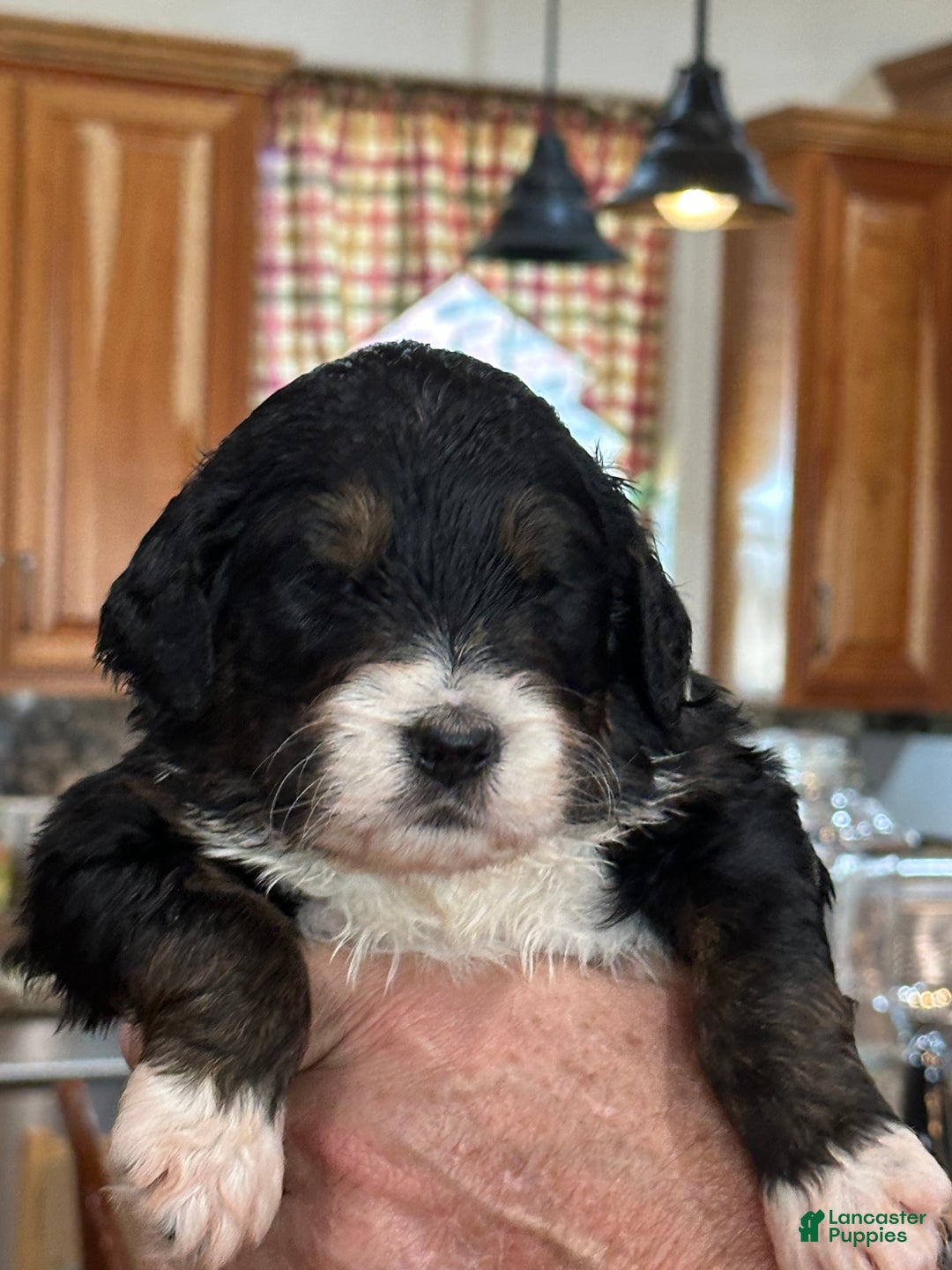 Mixed Breed dogs for sale: male # 3 English Shepherd Doodle  - Ad 2