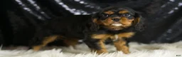 Cavalier King Charles Spaniel dogs for sale: Birdie - Ad 5