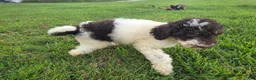 Goldendoodle dogs for sale: Faith - Ad 4
