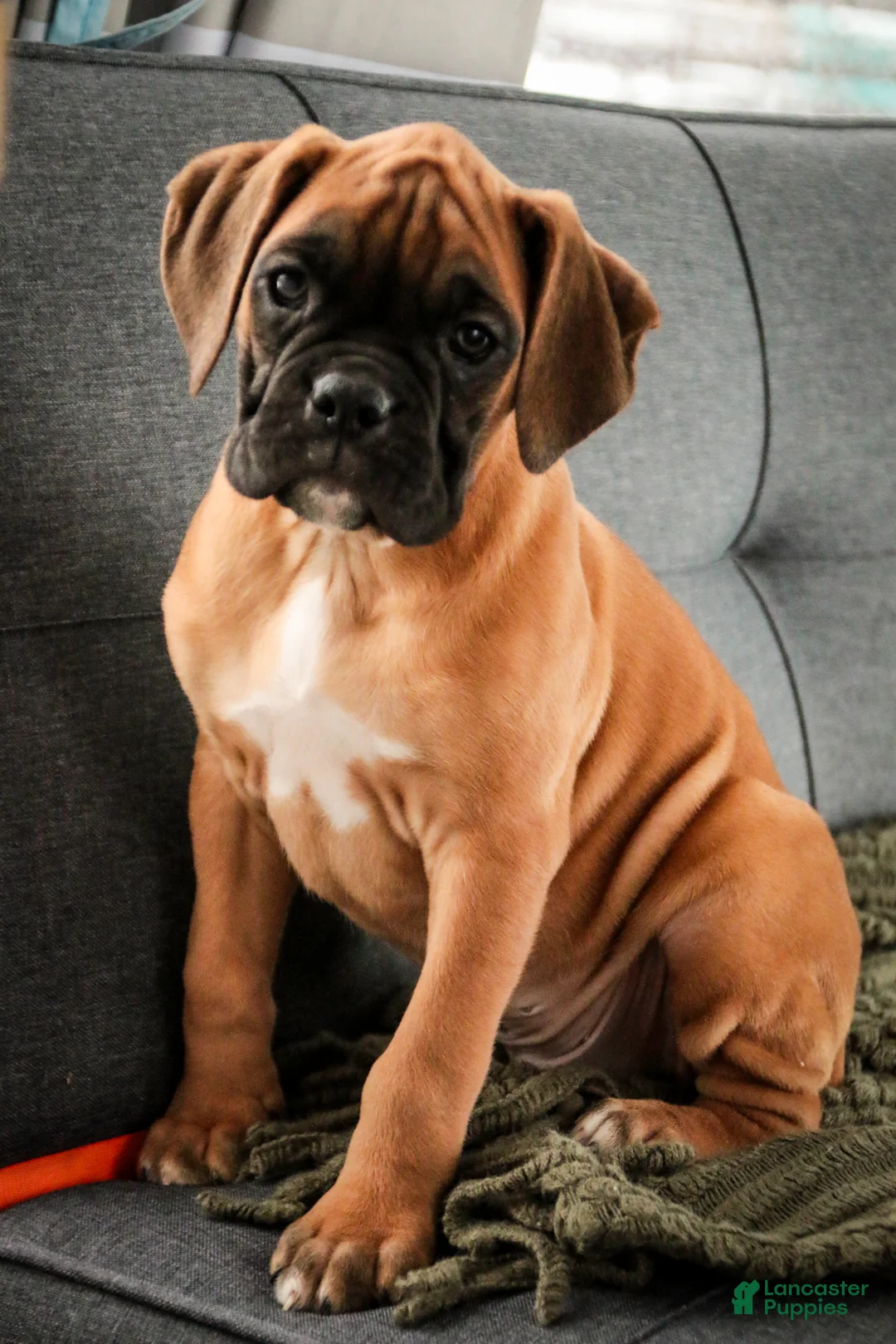 Boxer dogs for sale: Frank - Ad 3