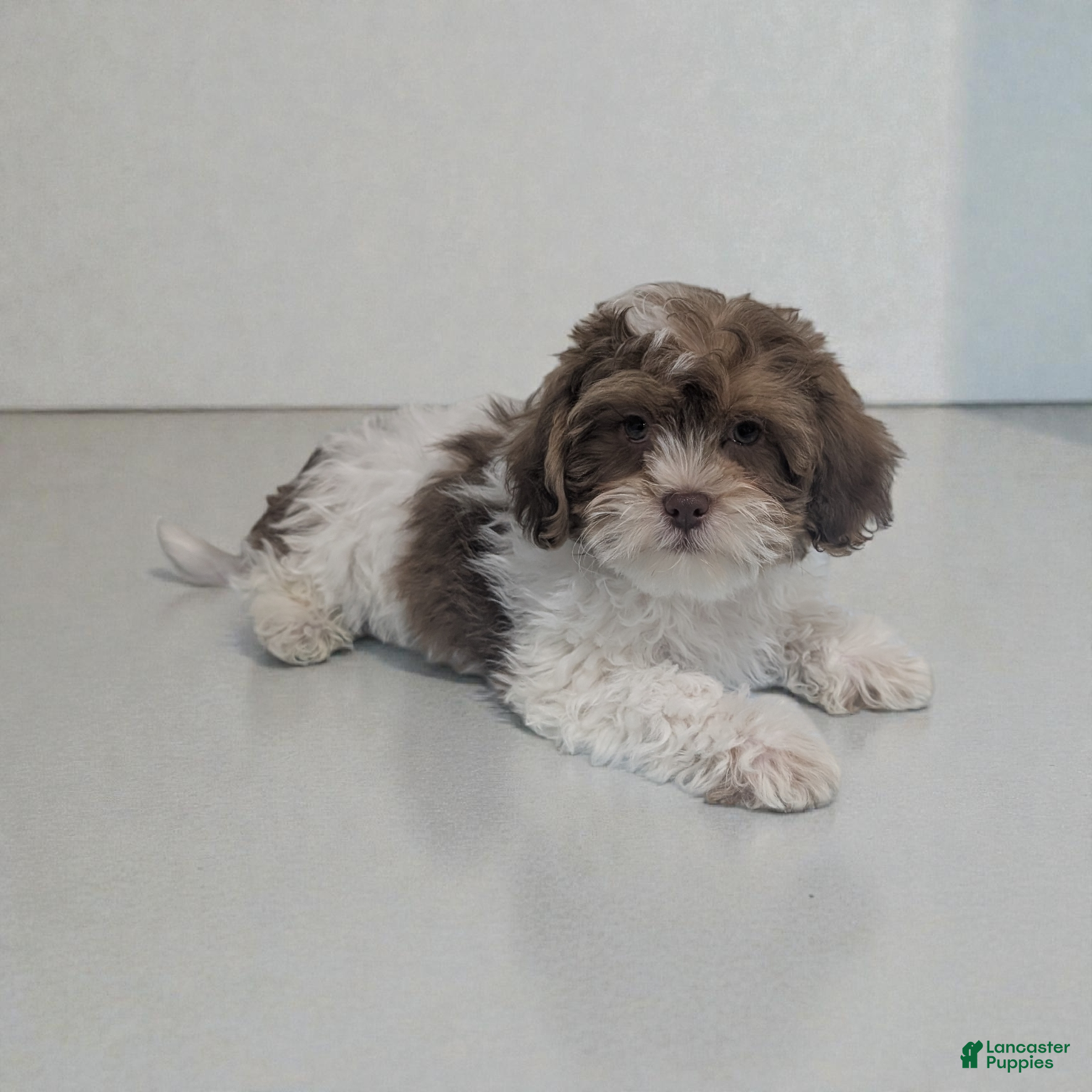 Shihpoo dogs Asher - Ad 21